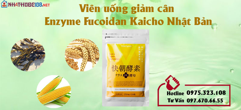 Enzyme Fucoidan Kaicho thành phần